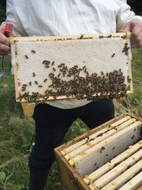 Midsection of man holding beehive on field at park
