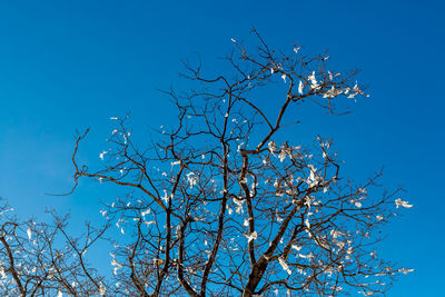 Low angle view of tree against blue sky