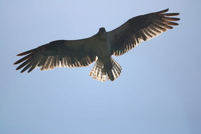 Birds Of EyeEm 