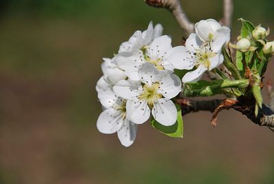 Close-up of white cherry blossom tree