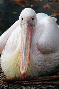 Close-up of white duck