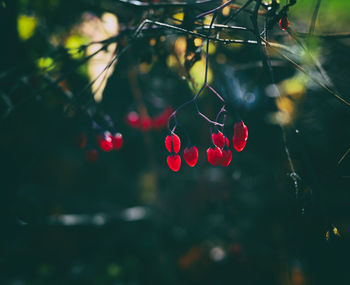 Close-up of red berries on plant