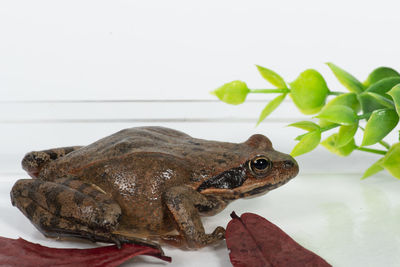 Close-up of frog against white background