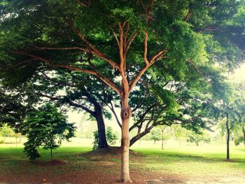 Trees on grassy field