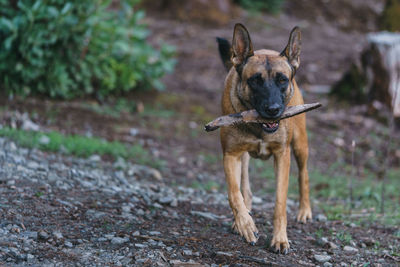 Belgian malinois playing in the woods