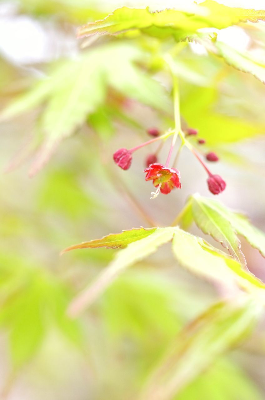 CLOSE-UP OF INSECT ON FLOWER