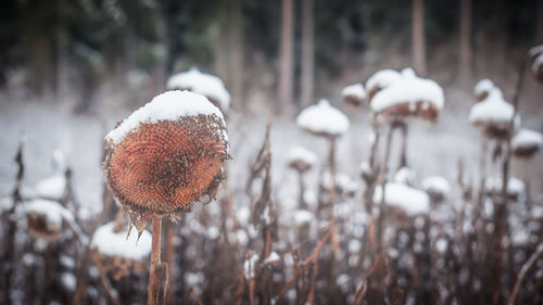 Close-up of snow on plants during winter