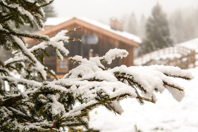 Close-up of snow covered tree against house