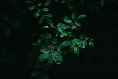 Close-up of fresh green leaves in water at night