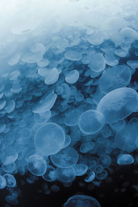 Close-up of jellyfish in sea