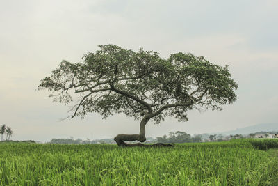 Tree on field against sky