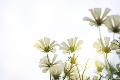 Close-up of white daisy flowers