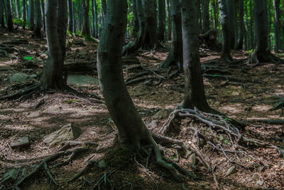 Trees in forest