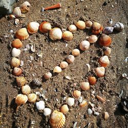 High angle view of shells on beach