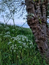 Close-up of tree trunk in field