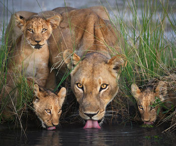 Portrait of cats in water