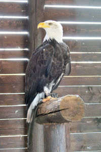 Close-up of bird perching on wood