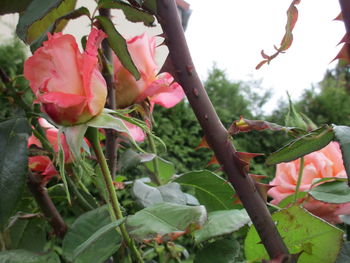 Close-up of pink flowering plant