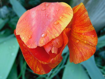 Close-up of wet orange flower blooming outdoors