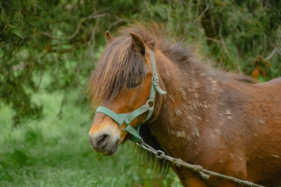 Close-up of horse on field