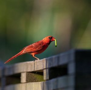 Close-up of bird perching