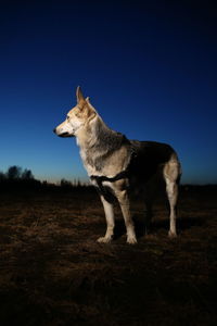 Dog standing on field against clear blue sky