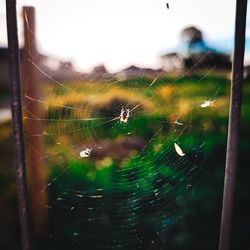 Close-up of spider web