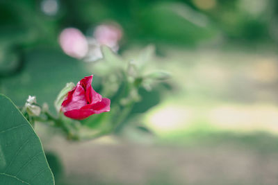 Close-up of pink rose