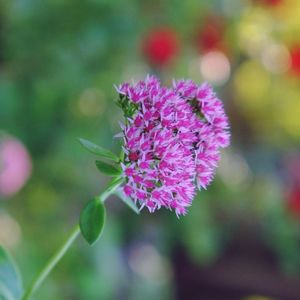 Close-up of pink flowers
