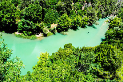 High angle view of trees by lake in forest