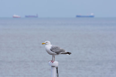 Seagull perching on a sea