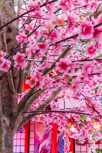 Close-up of pink cherry blossom tree