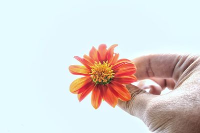 Close-up of hand on orange flower against sky