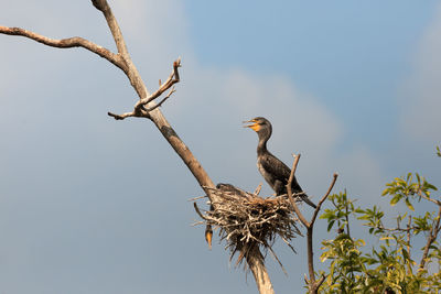 Low angle view of cormorant perching on nest