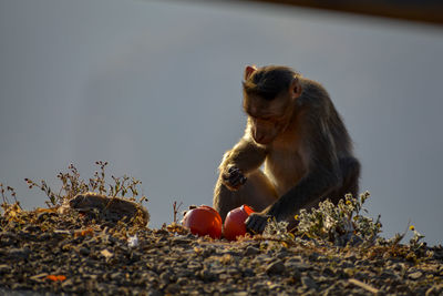 Monkey eating food