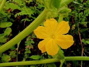 Close-up of yellow flowering plant