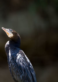 Close-up of bird