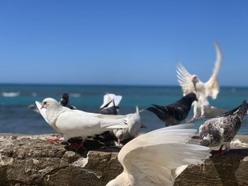 Seagulls on sea shore against clear sky