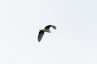 Low angle view of bird flying in sky