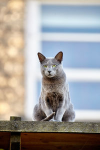 Portrait of cat sitting on railing