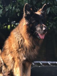 Close-up of dog outdoors