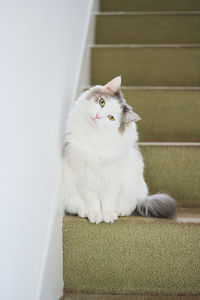 Portrait of white cat sitting on floor