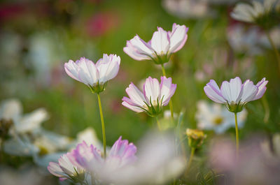 Close-up of white flowers blooming outdoors