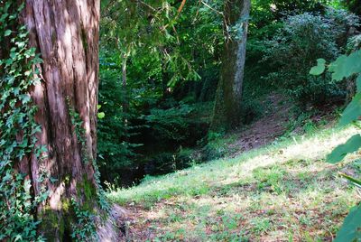 Trees in forest