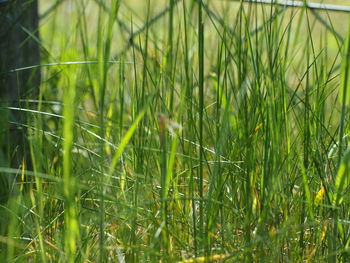 Close-up of grass in field