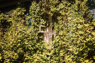 Ivy growing on tree