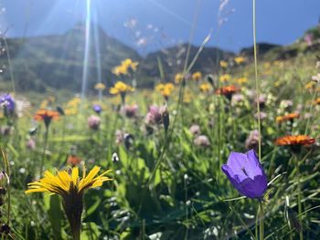 Close-up of purple crocus flowers on field