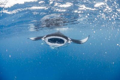 Wide angle view of a school of manta rays, in baa atoll ,madives