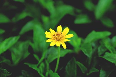 Close-up of yellow flowering plant