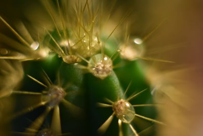 Close-up of butterfly on plant at night